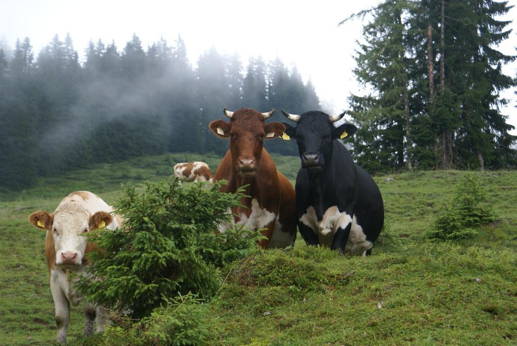 Das Sonneck Mühlbach am Hochkönig Εξωτερικό φωτογραφία